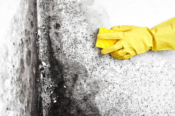 Best Basement Mold Removal  in Rainelle, WV