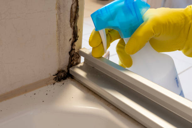 Trusted Rainelle, WV Mold Prevention & Removal  Experts