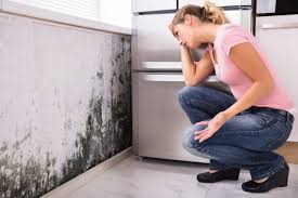 Why You Should Choose Our Mold Remediation Services in Rainelle, WV